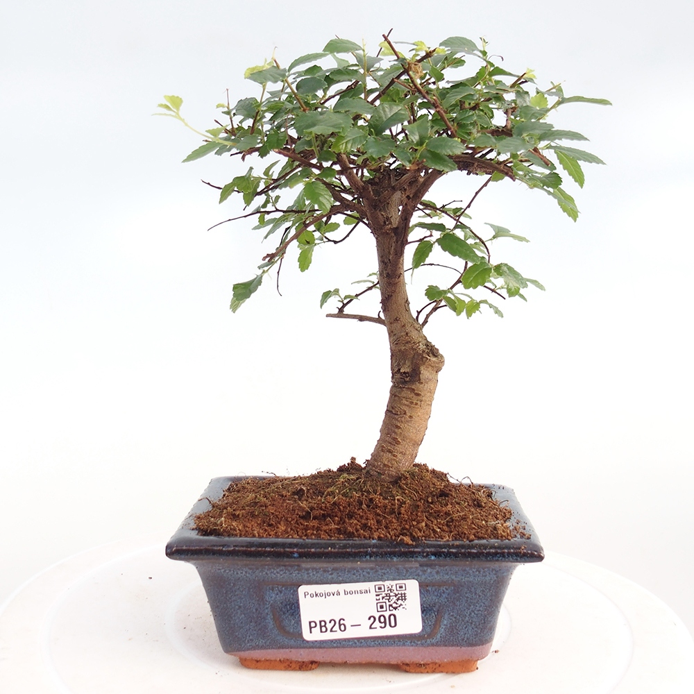 Szobai bonsai - Ulmus parvifolia - Kislevelű szilfa