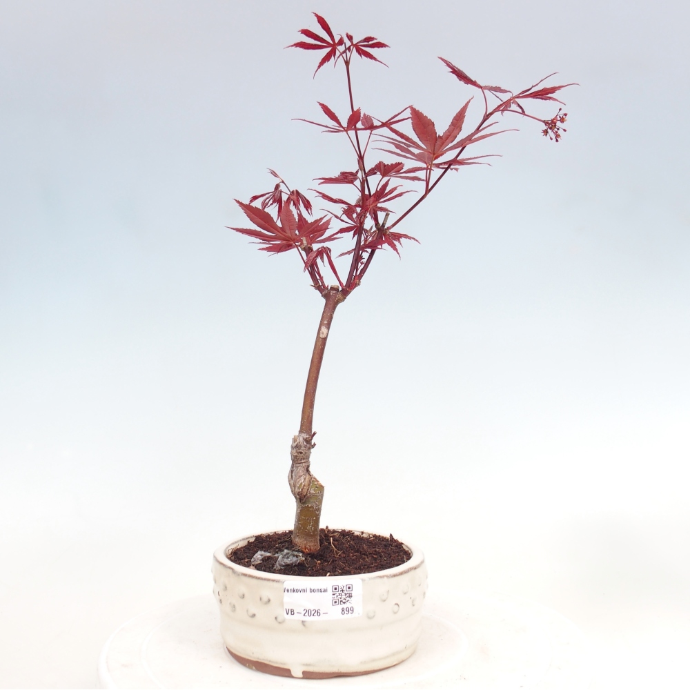 Kültéri bonsai - Acer pálma. Atropurpureum-Javor palmate