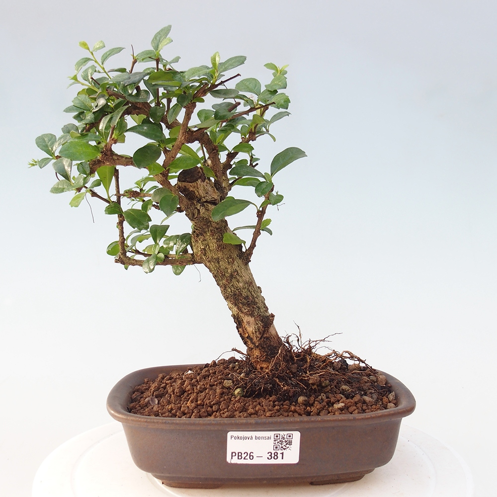 Szobai bonsai - Carmona macrophylla - Tea fuki