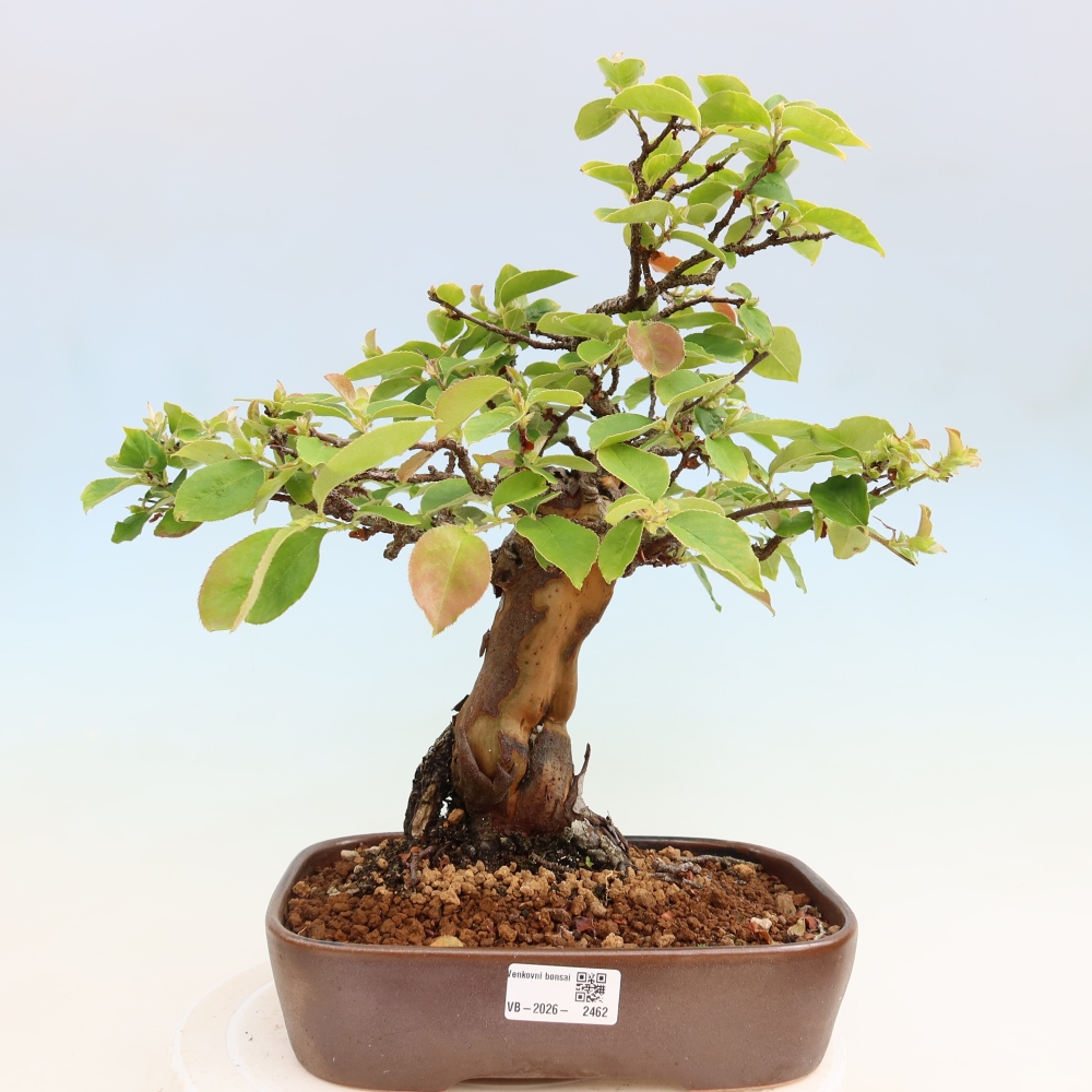 Kültéri bonsai - Pseudocydonia sinensis - kínai birs