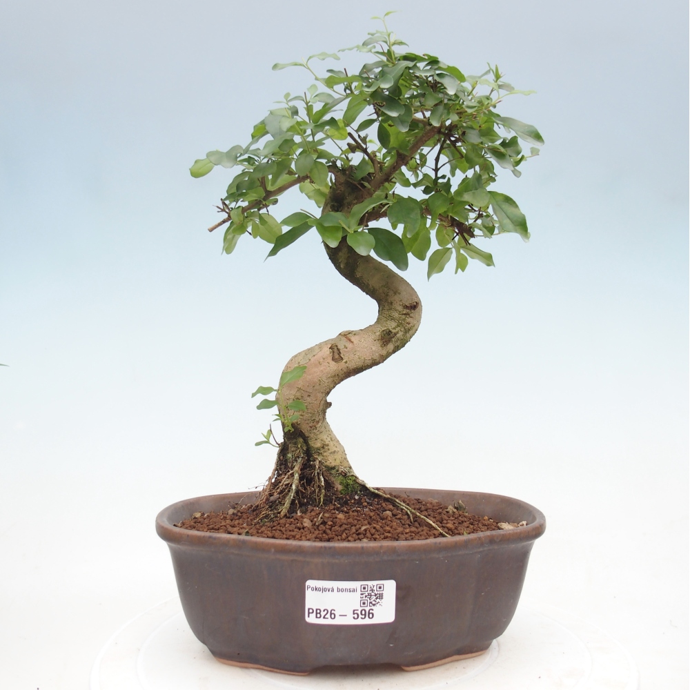 Szobai bonsai -Ligustrum chinensis - Madárcsőr
