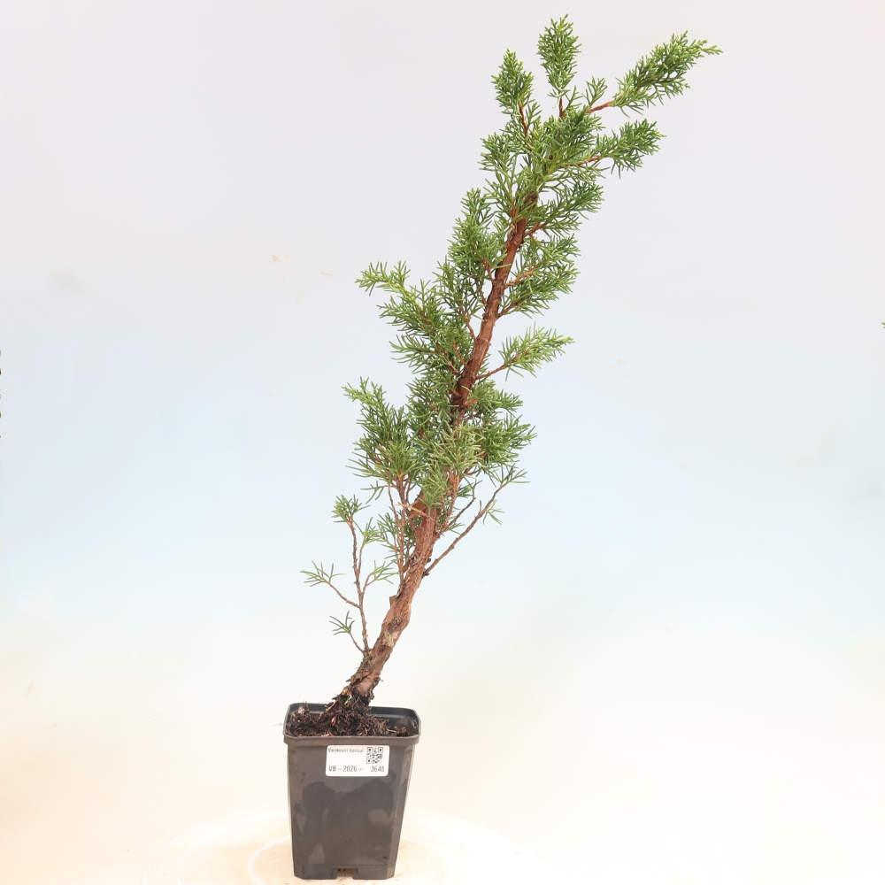 Kültéri bonsai - Juniperus chinensis Kishu