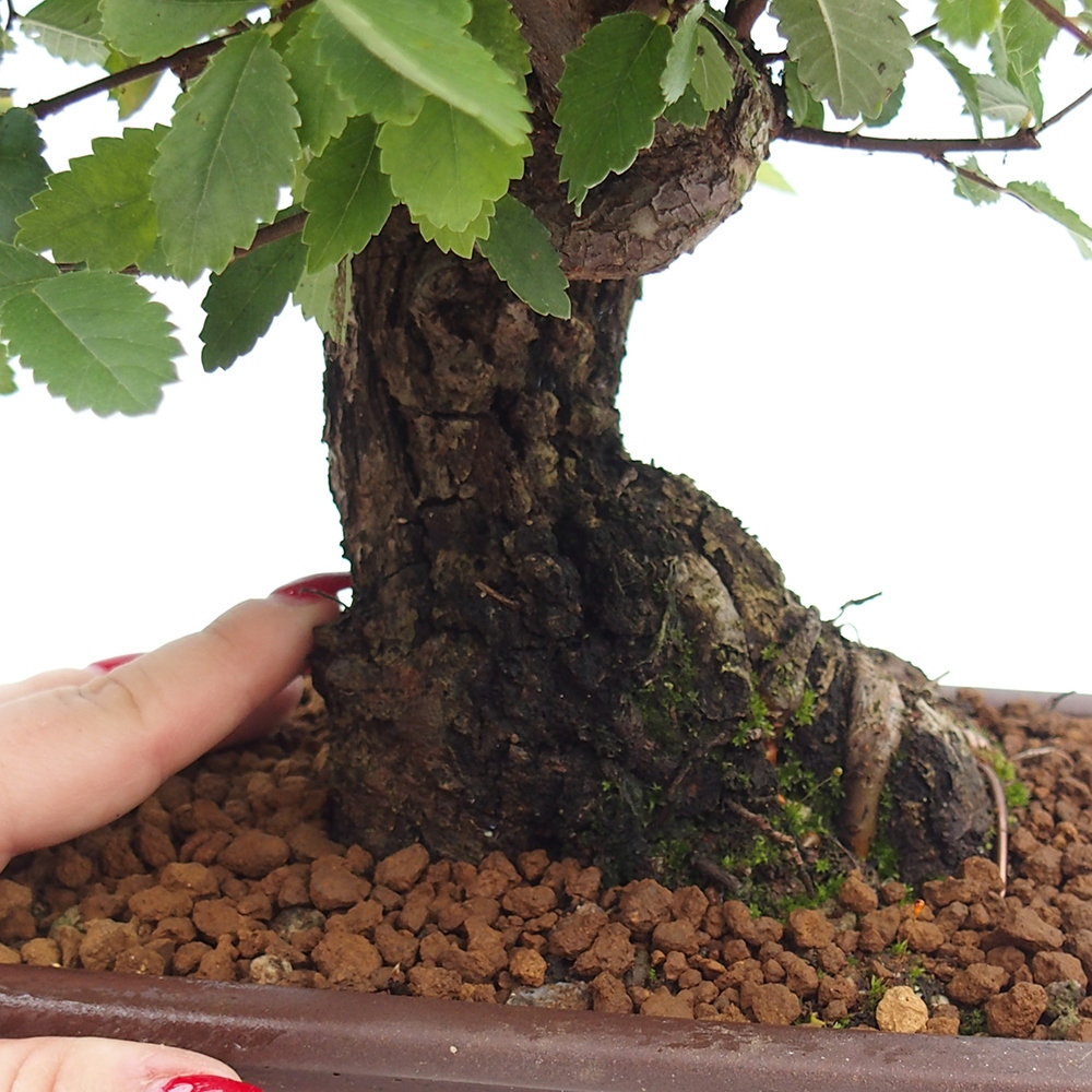 Kültéri bonsai - Zelkova - Zelkova NIRE