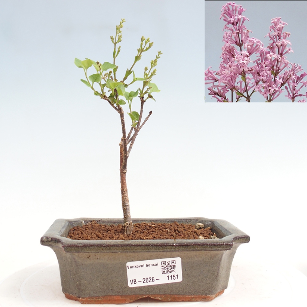 Kültéri bonsai - Syringa Meyeri Palibin - Meyer's Lilac