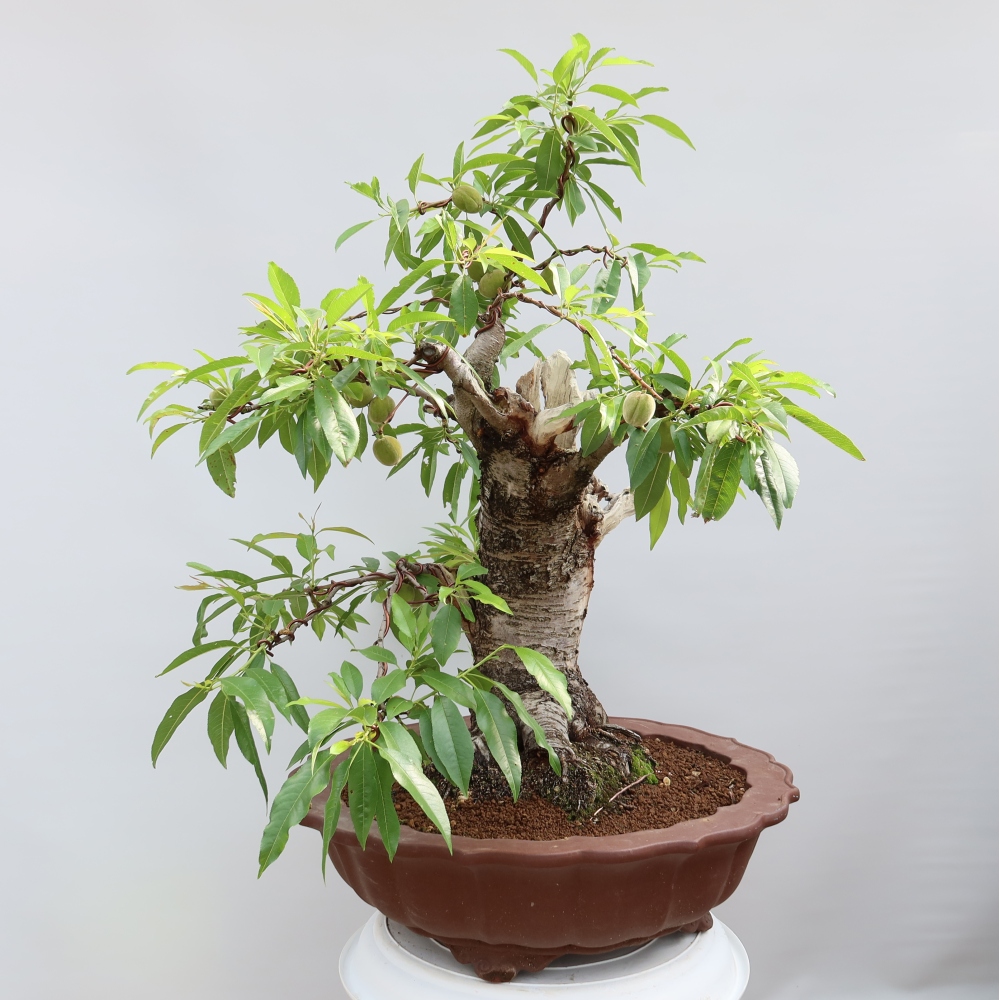 Kültéri bonsai – Prunus dulcis – Közönséges mandulafa