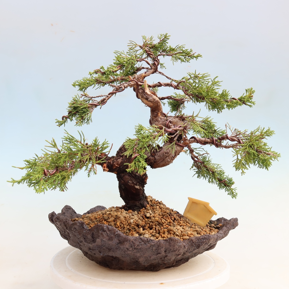 Kültéri bonsai - Juniperus chinensis Itoigawa-Juniperus chinensis