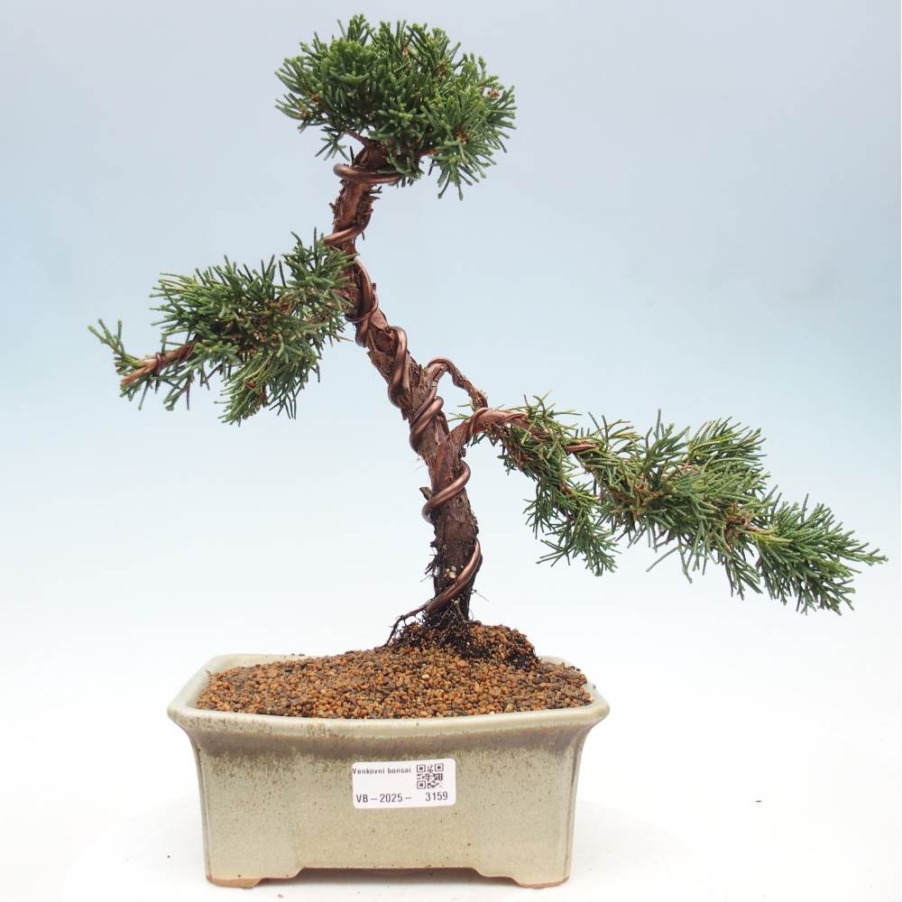 Kültéri bonsai - Juniperus chinensis Kishu