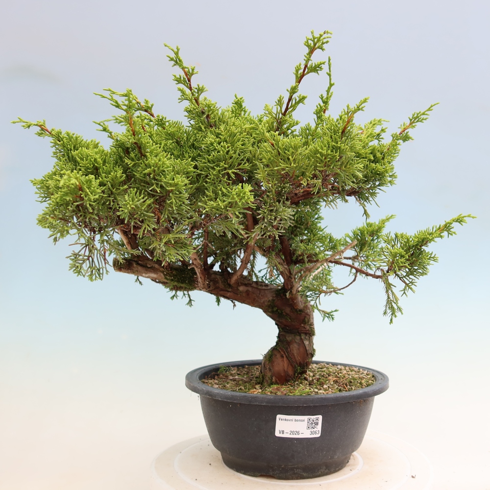 Kültéri bonsai - Juniperus chinensis Itoigawa-Juniperus chinensis