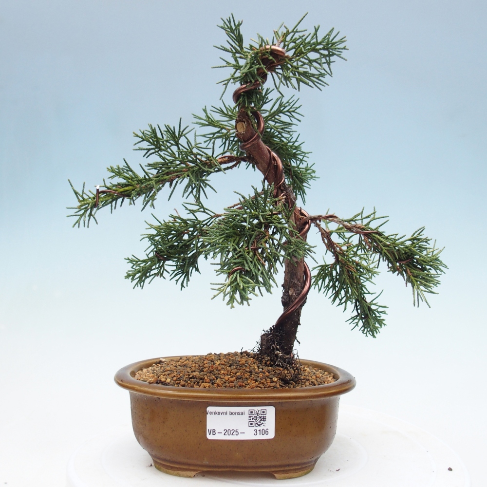 Kültéri bonsai - Juniperus chinensis Kishu