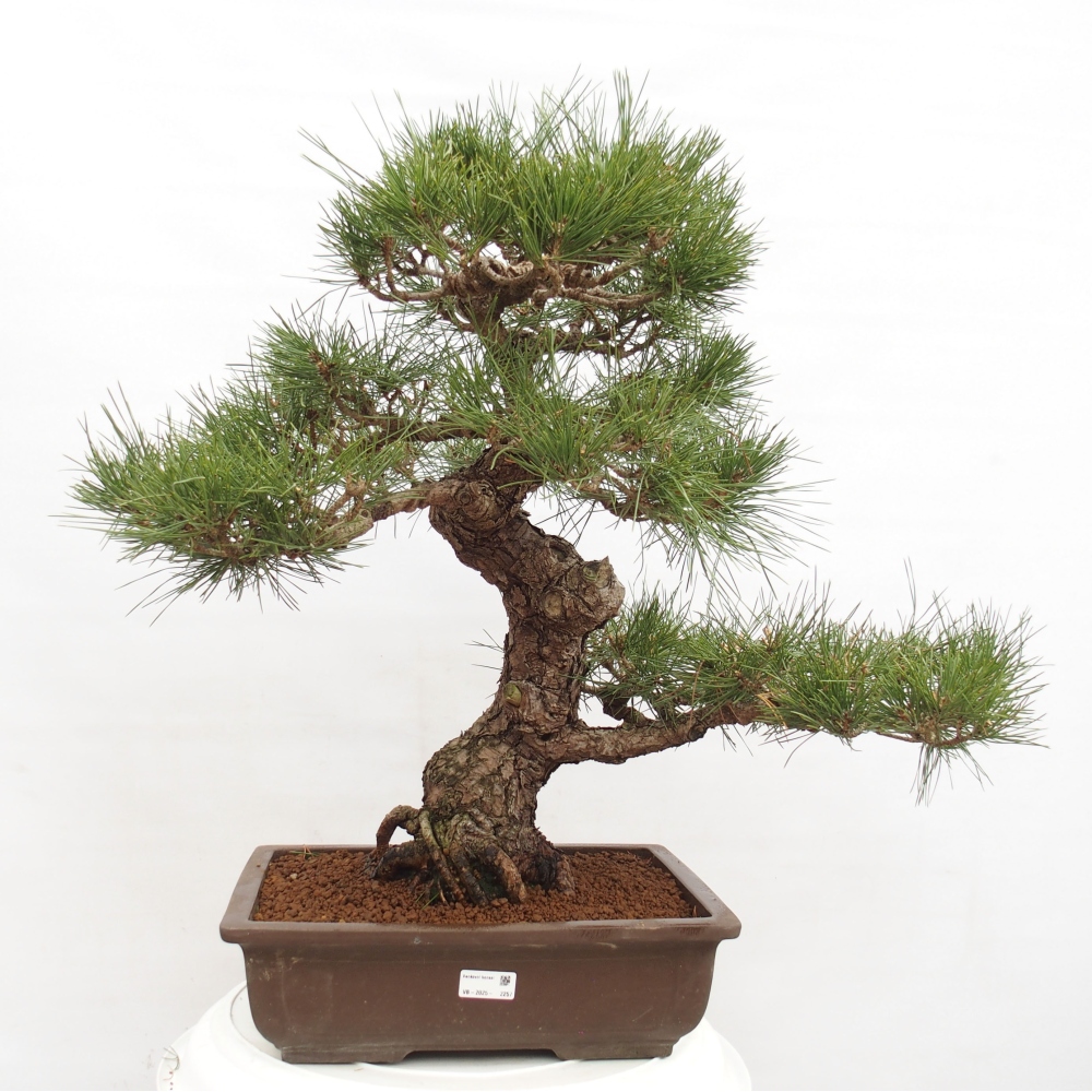 Kültéri bonsai - Pinus thunbergii - Thunberg fenyő