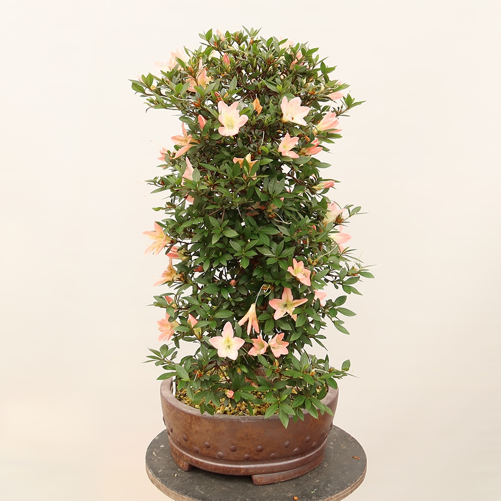 Kültéri bonsai - japán azálea - Azálea CHIHIRO