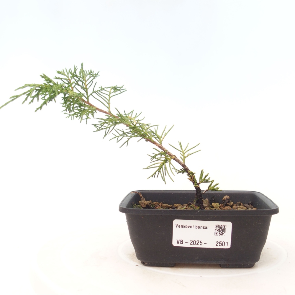 Kültéri bonsai - Juniperus chinensis Itoigawa