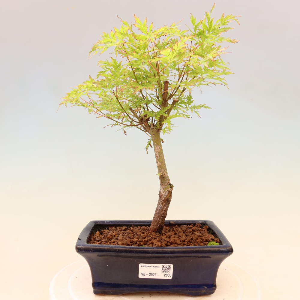 Kültéri bonsai - Acer palmatum Dissectum