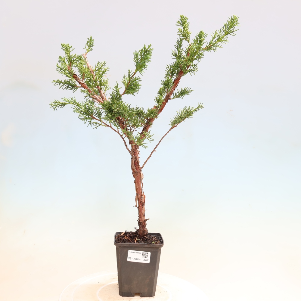 Kültéri bonsai - Juniperus chinensis Kishu