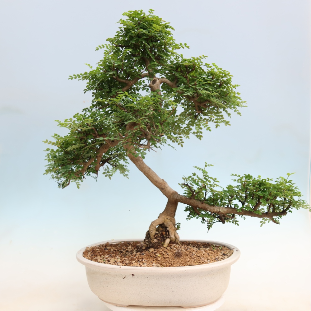 Szobai bonsai - Zantoxylum piperitum - borsfa
