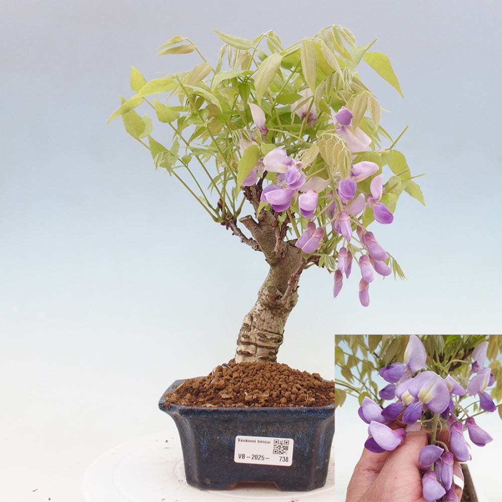 Kültéri bonsai - Wisteria floribunda