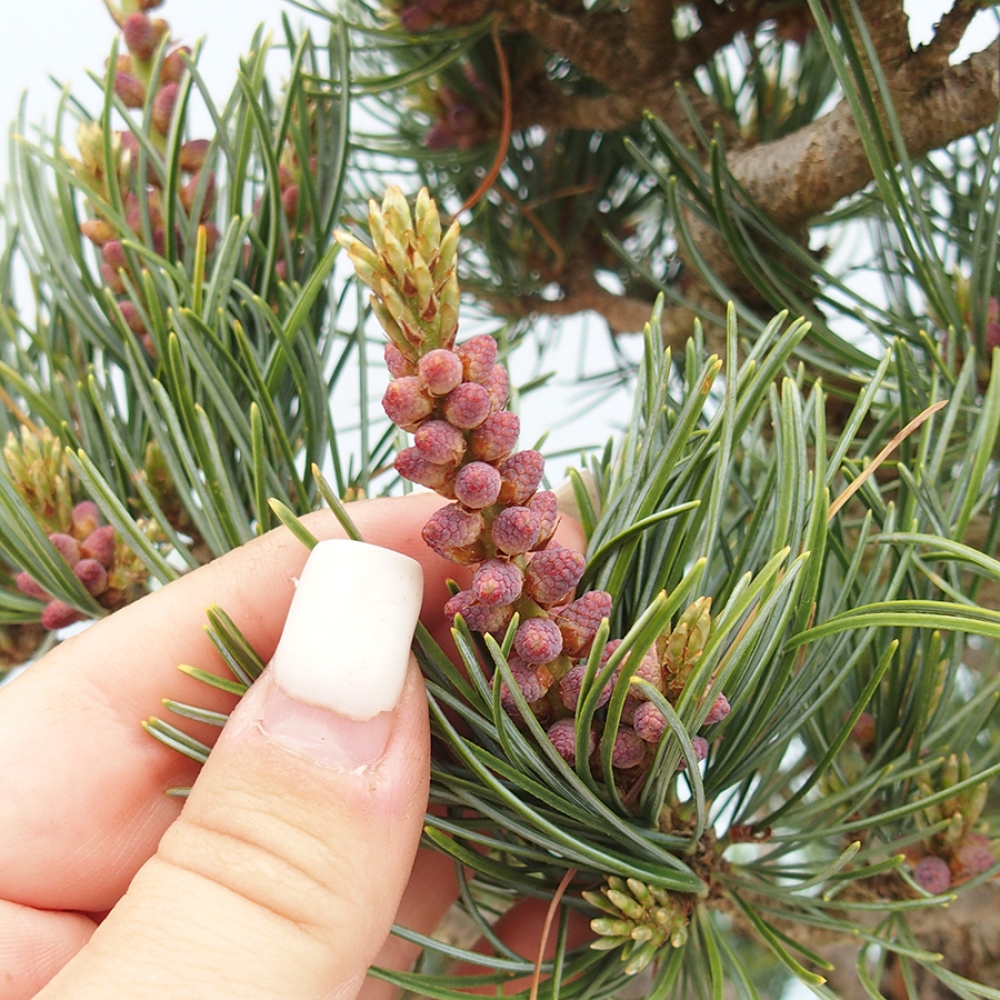 Kültéri bonsai - Pinus parviflora - Pinus parviflora