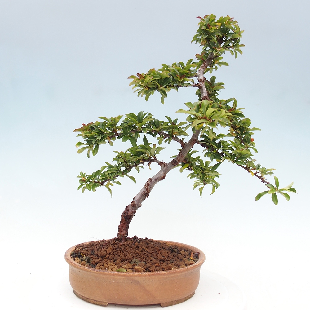 Kültéri bonsai-Pyracantha Teton - Hlox
