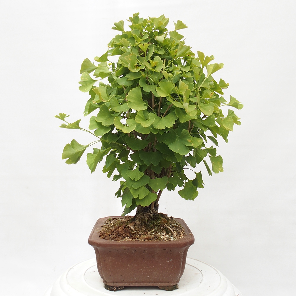 Kültéri bonsai - Ginkgo biloba - Ginkgo biloba