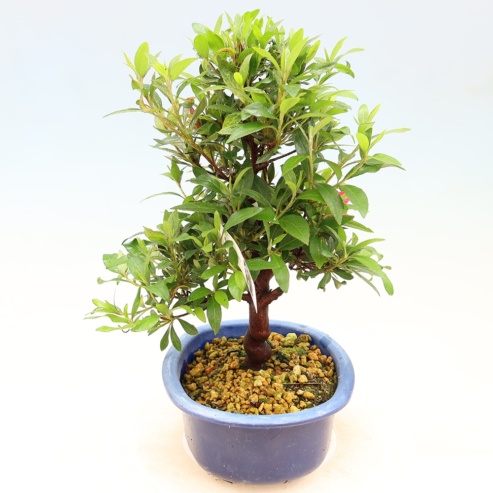 Kültéri bonsai - japán azálea - Azálea CHIHIRO