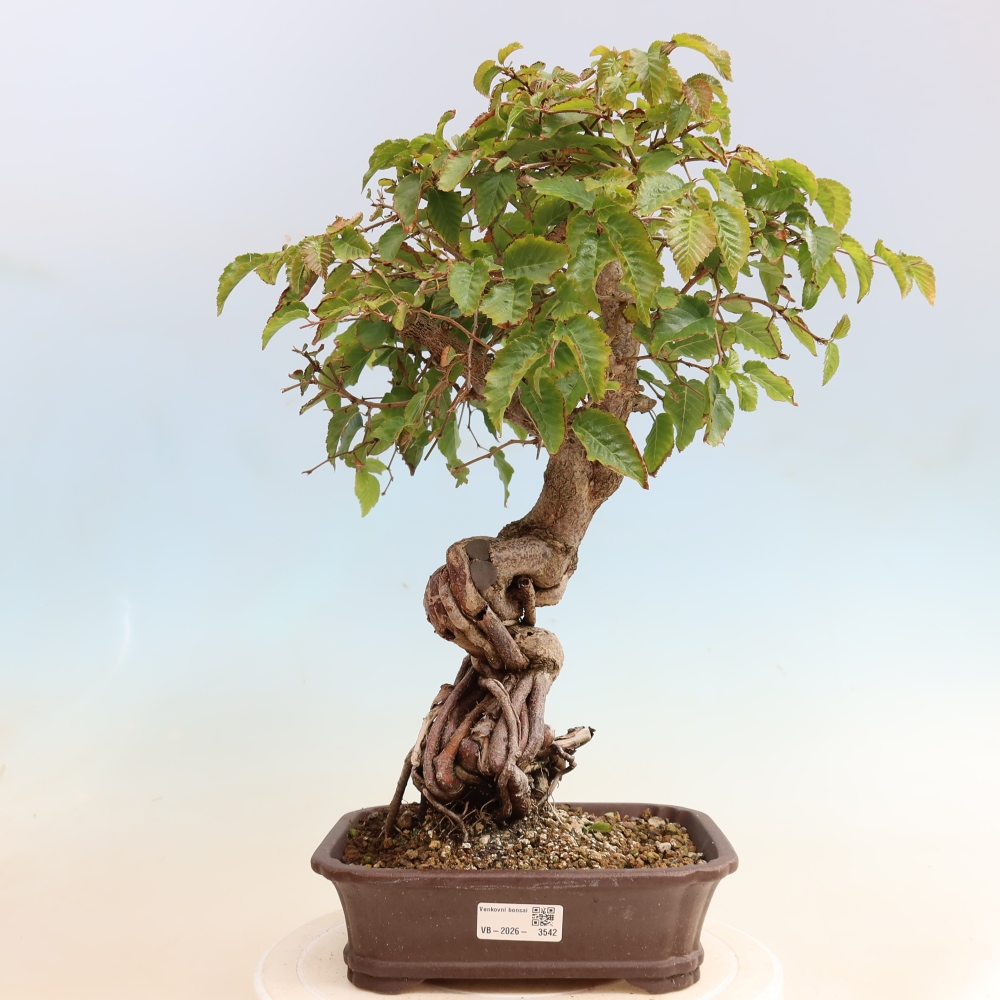 Kültéri bonsai -Carpinus CARPINOIDES - Koreai gyertyánfa