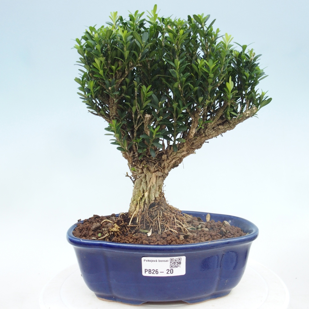 Szobai bonsai - Buxus harlandii - parafa buxus