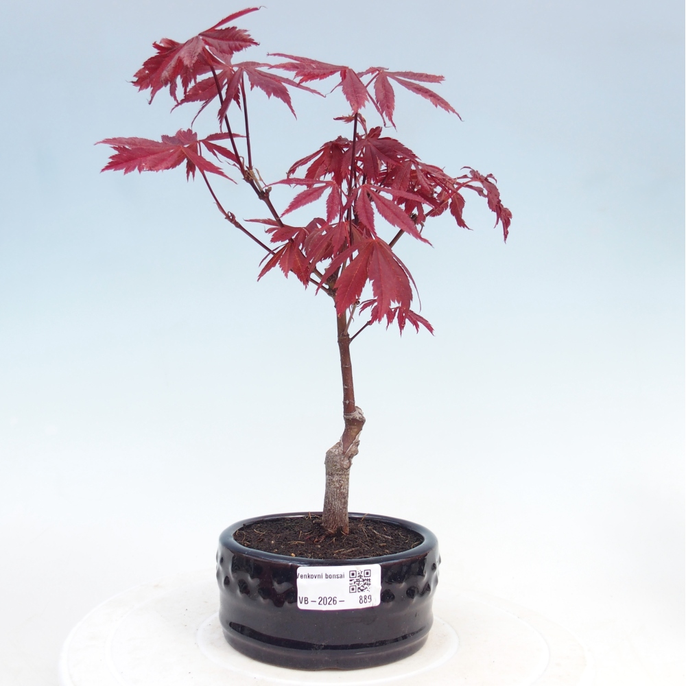 Kültéri bonsai - Acer pálma. Atropurpureum-Javor palmate