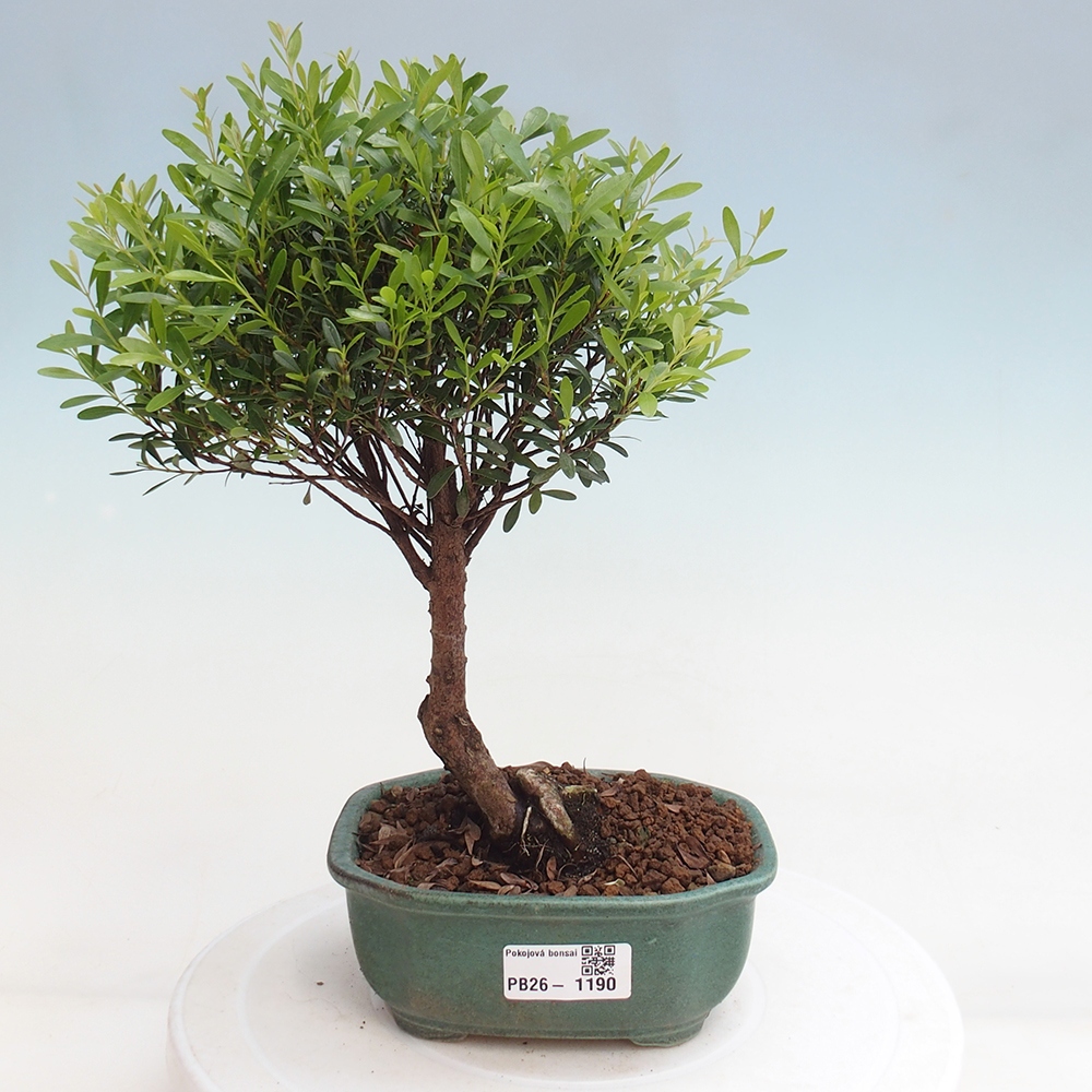Szobai bonsai - Syzygium - Pimento