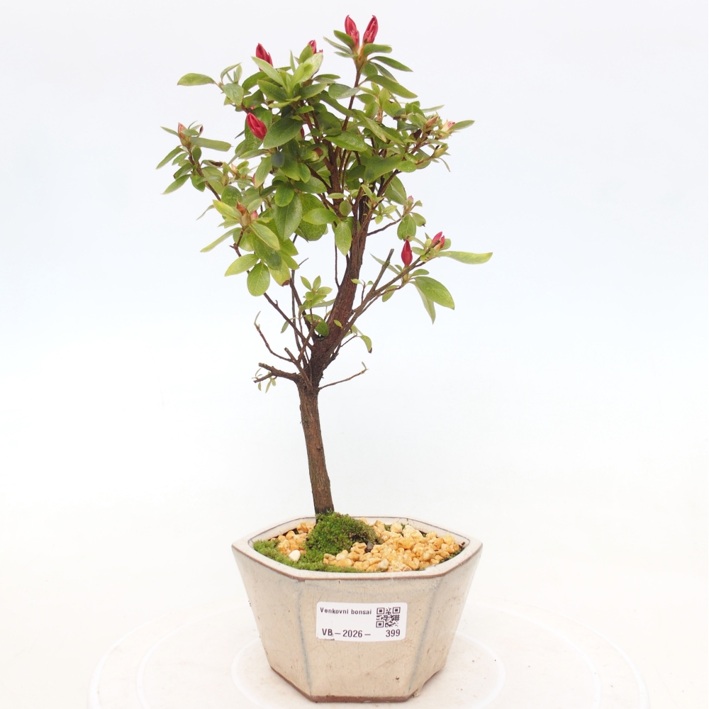 Kültéri bonsai - japán azálea - Azalea sp.
