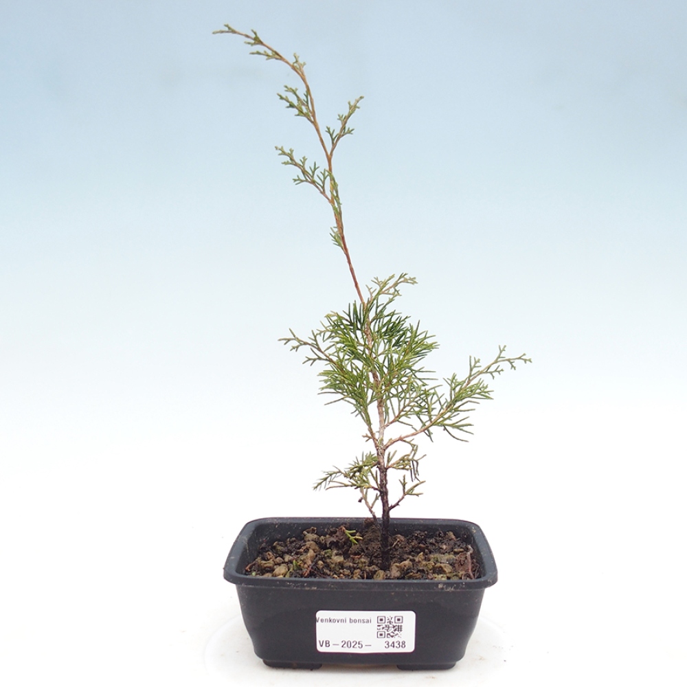 Kültéri bonsai - Juniperus chinensis Itoigawa