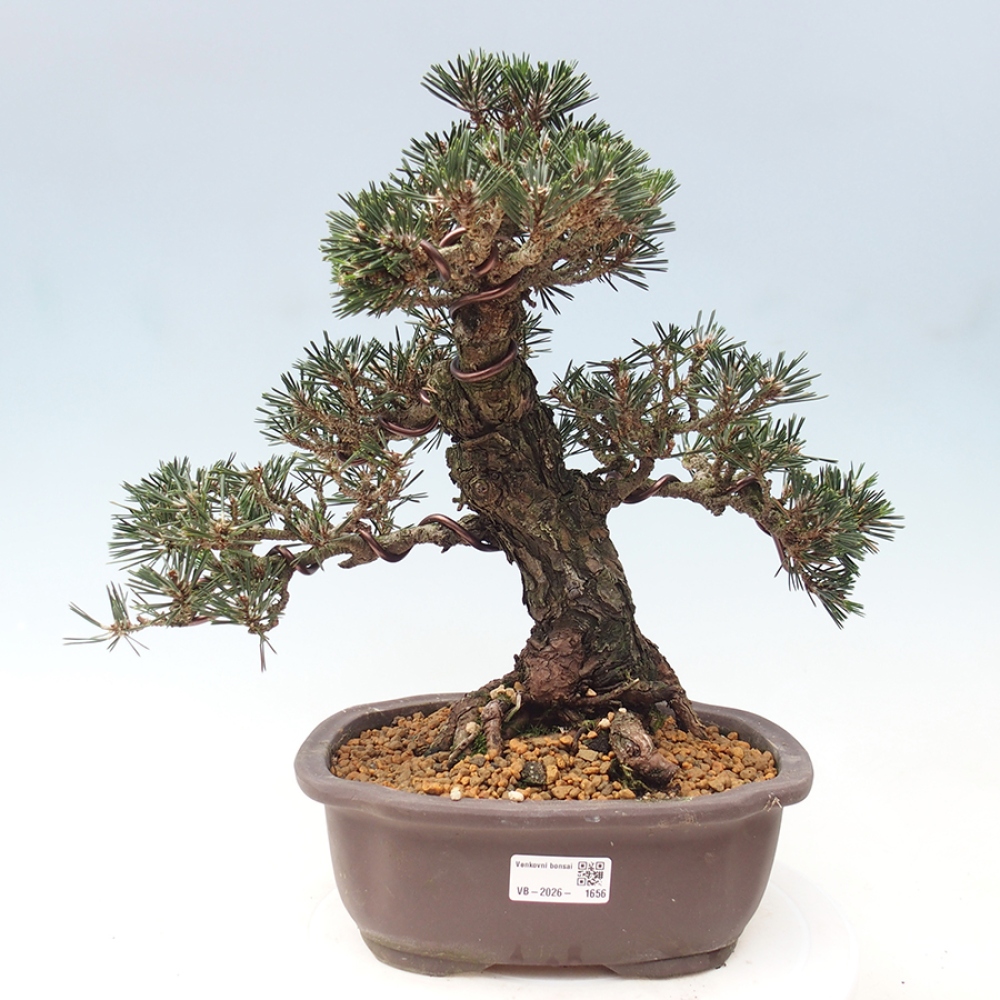 Kültéri bonsai - Pinus thunbergii Kotobuki - Thunberg fenyő