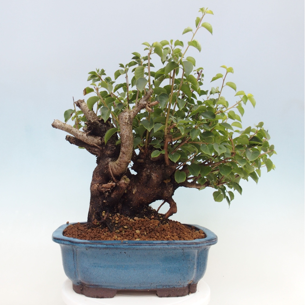 Kültéri bonsai - Mahalebka - Prunus mahaleb - Prunus mahaleb