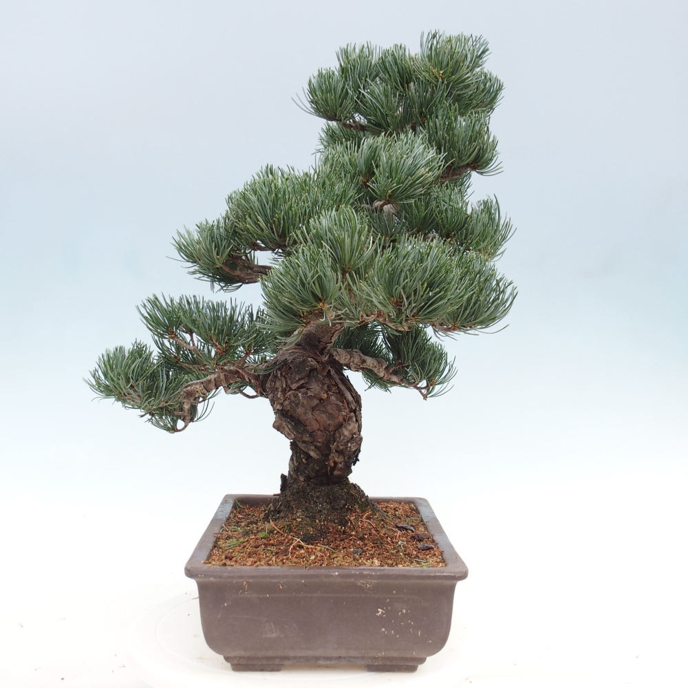 Kültéri bonsai - Pinus parviflora - Pinus parviflora