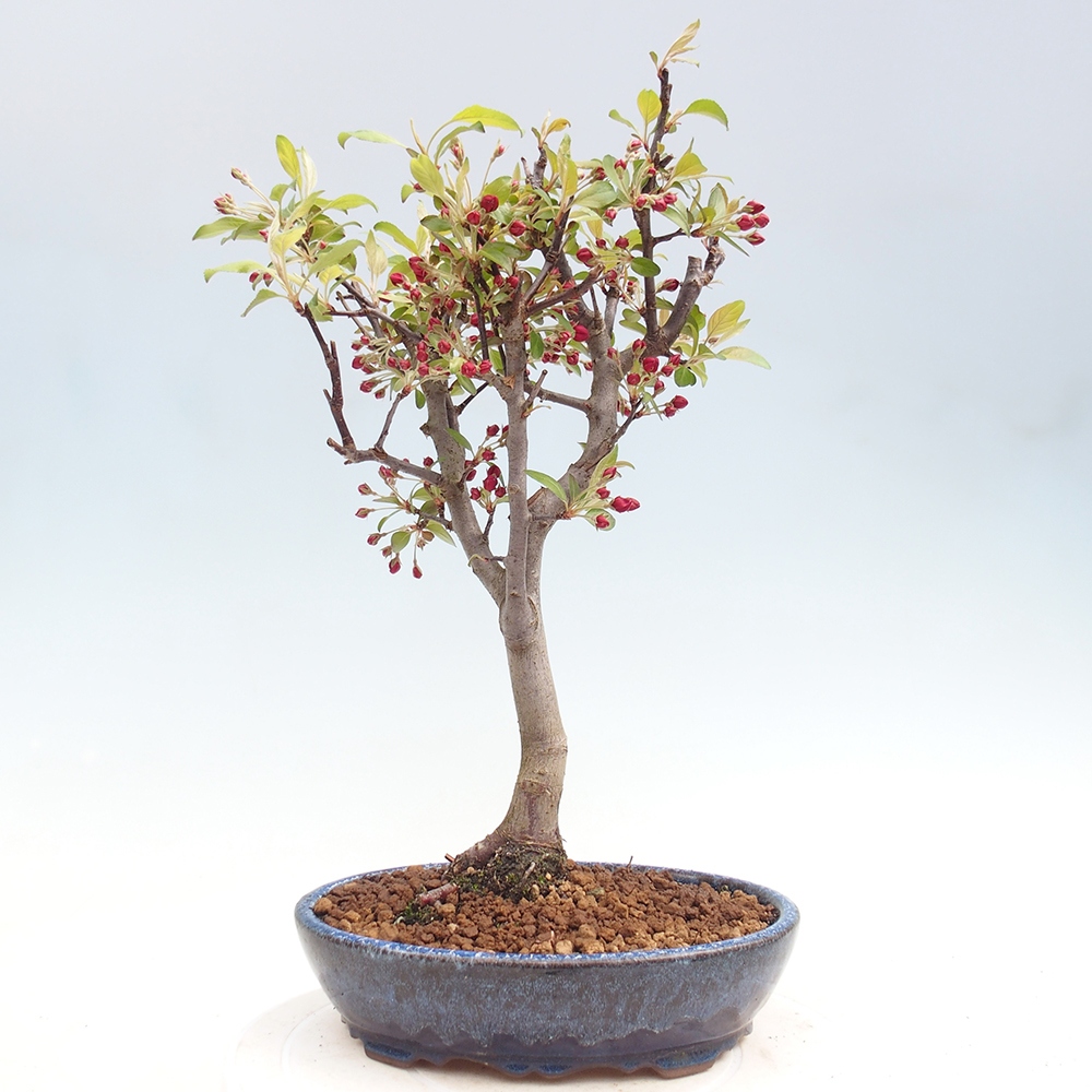 Kültéri bonsai -Malus domestica - Kis gyümölcsű piros levelű almafa