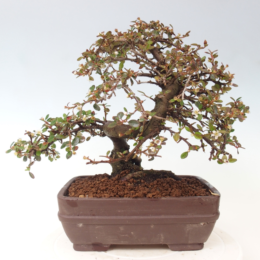 Kültéri bonsai-Cotoneaster dammeri - Damer's Rock