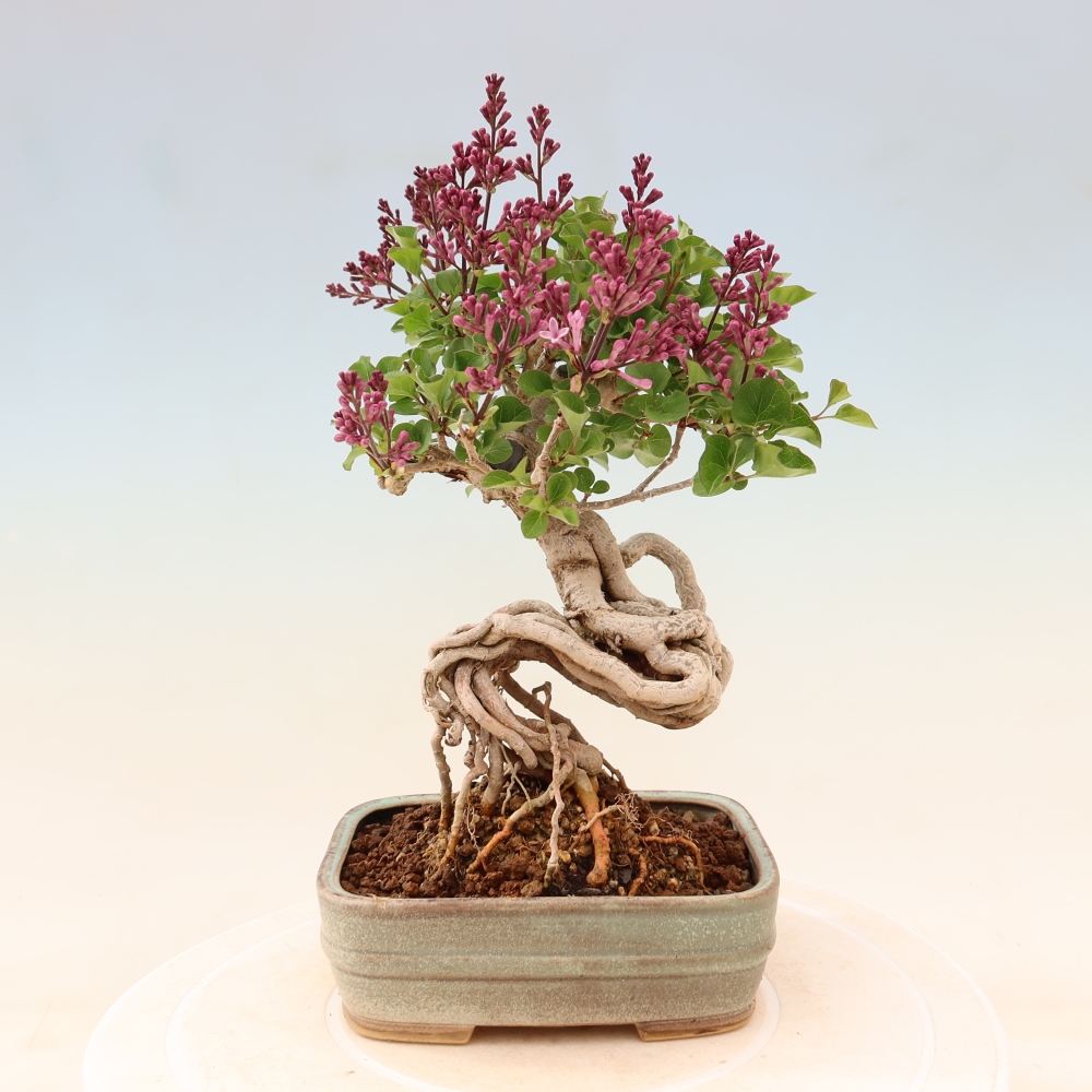 Kültéri bonsai - Syringa microphylla - kisvirágú lila