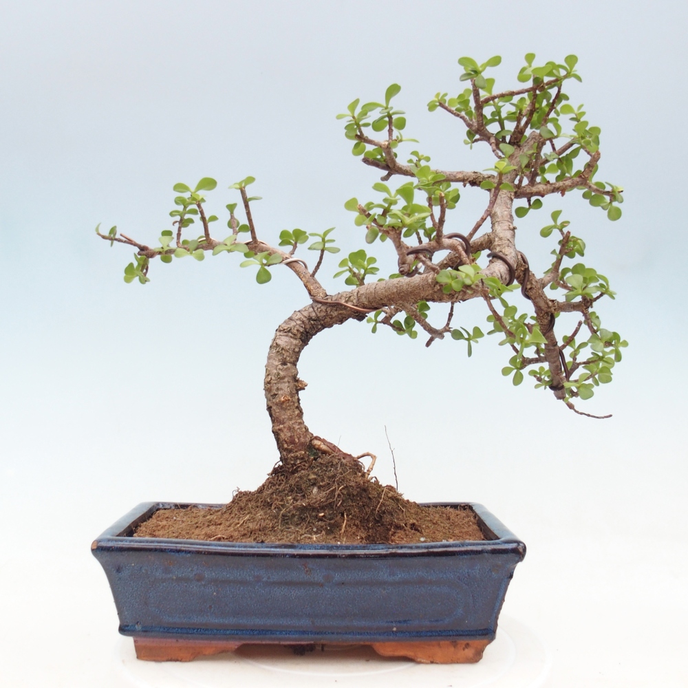 Szoba bonsai - Portulakaria Afra - Tlustice