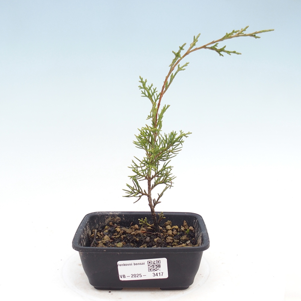 Kültéri bonsai - Juniperus chinensis Itoigawa