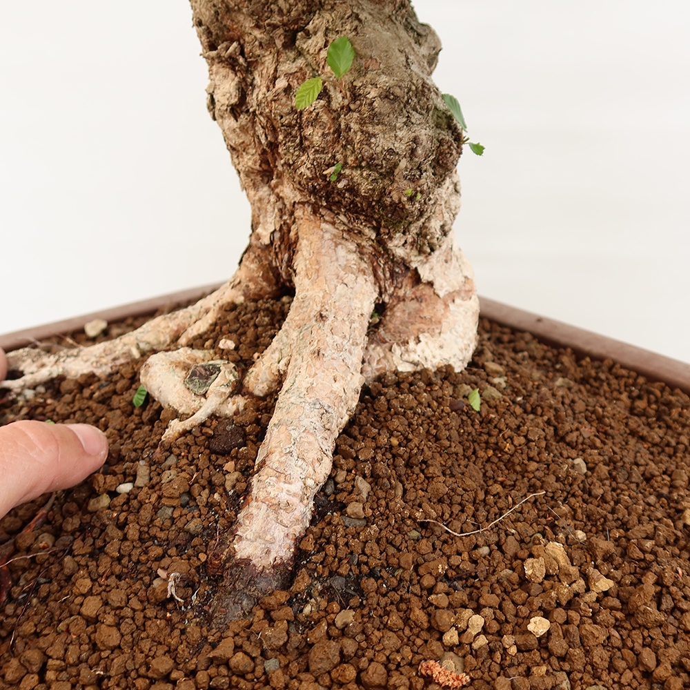 Kültéri bonsai -Carpinus Coreana - Koreai gyertyánfa