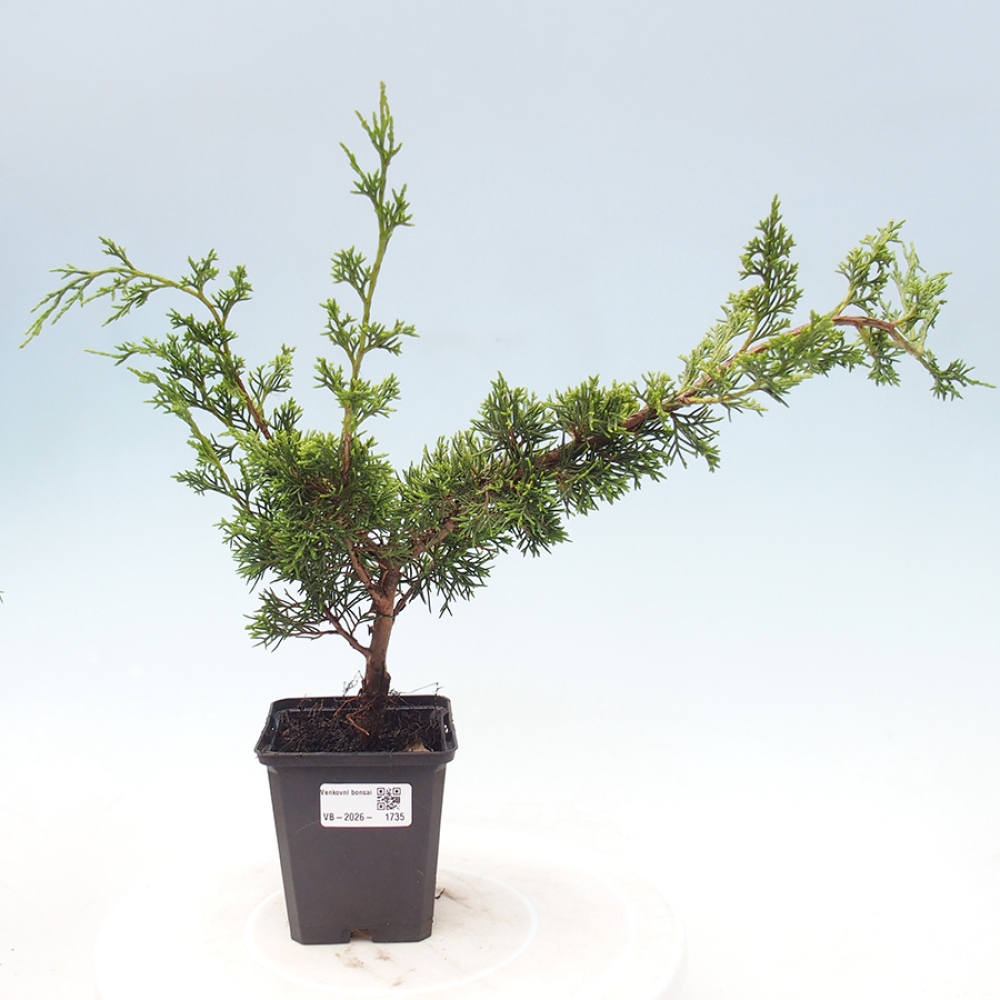 Kültéri bonsai - Juniperus chinensis Itoigawa
