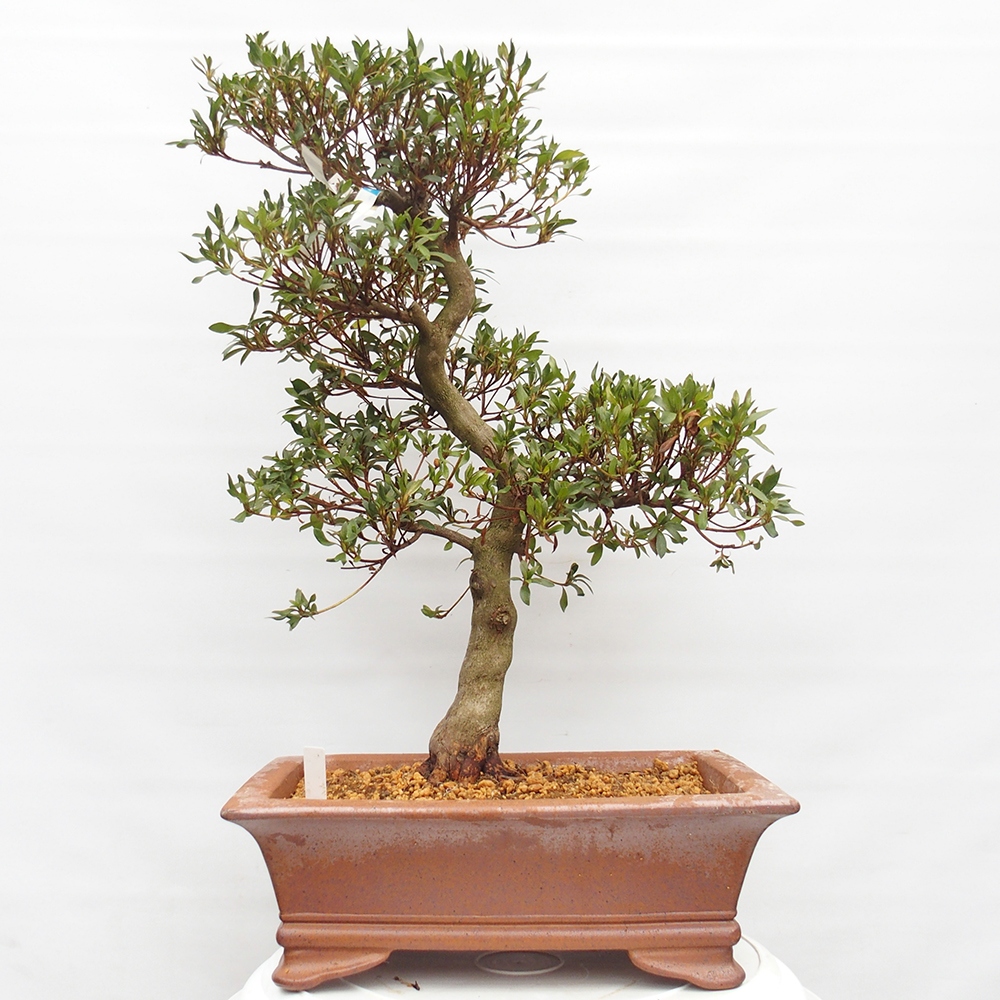 Kültéri bonsai - japán azálea - Azálea CHIHIRO