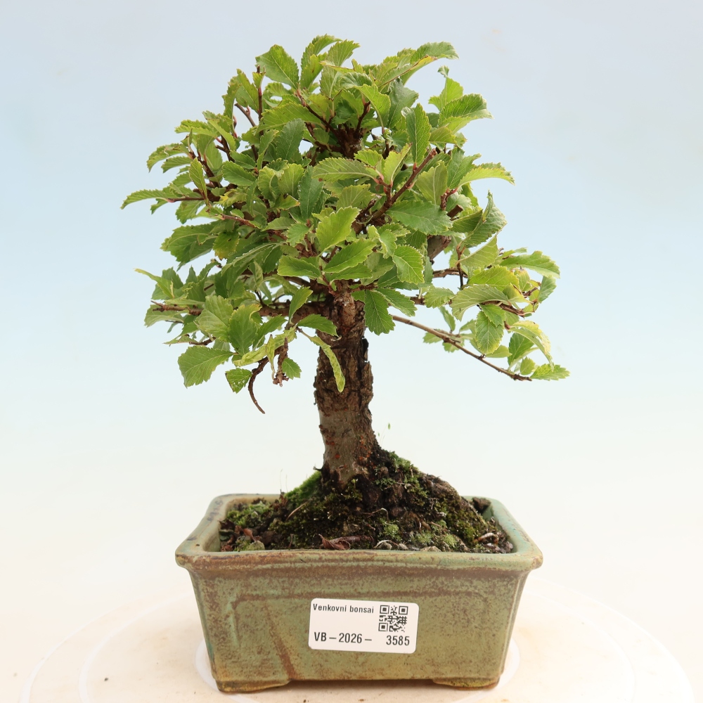Kültéri bonsai - Zelkova - Zelkova NIRE