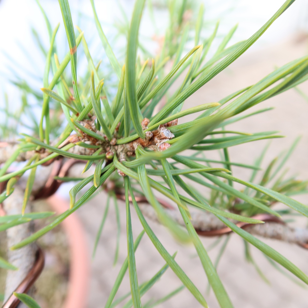 Pinus sylvestris Spanyolország – erdei fenyő