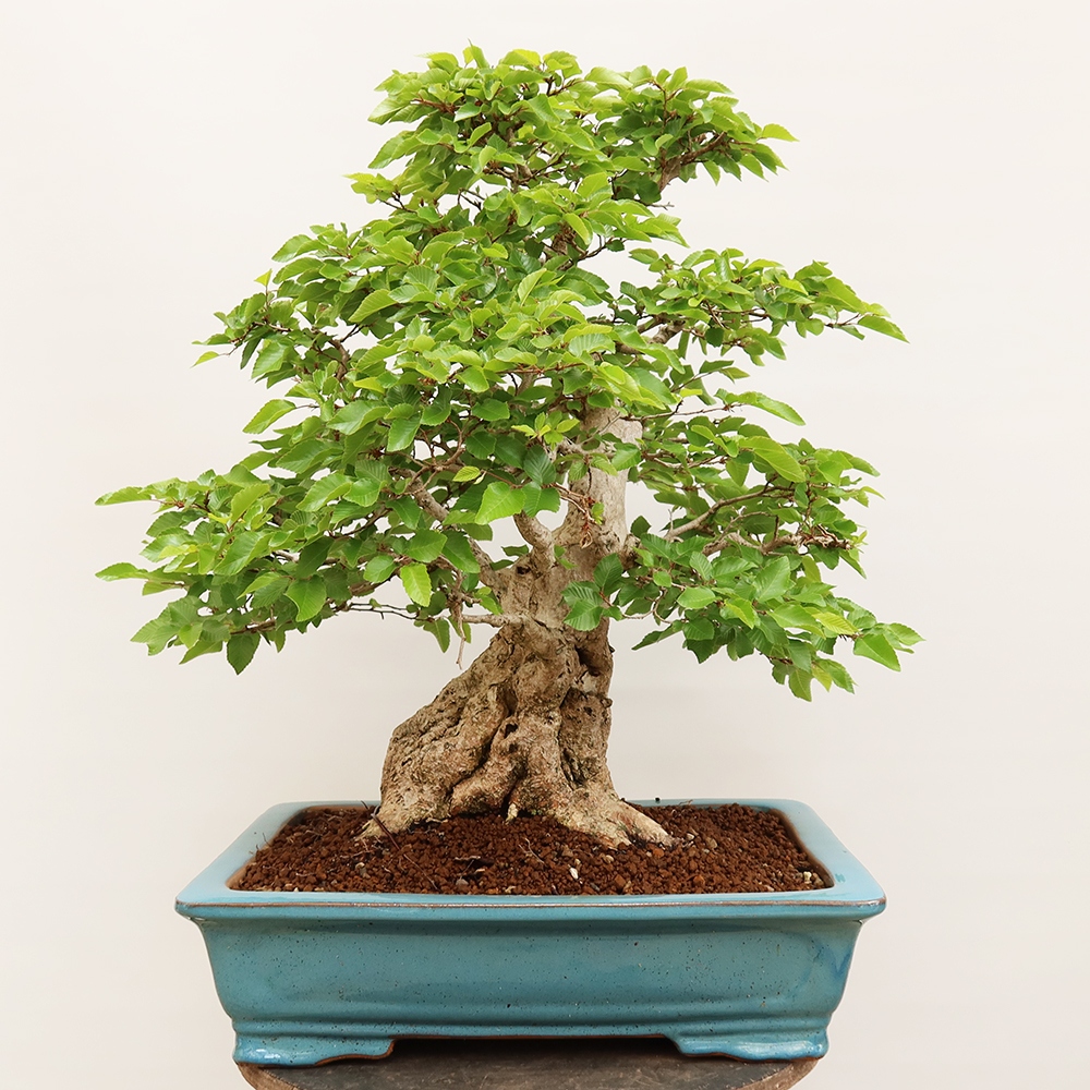 Kültéri bonsai -Carpinus Coreana - Koreai gyertyánfa