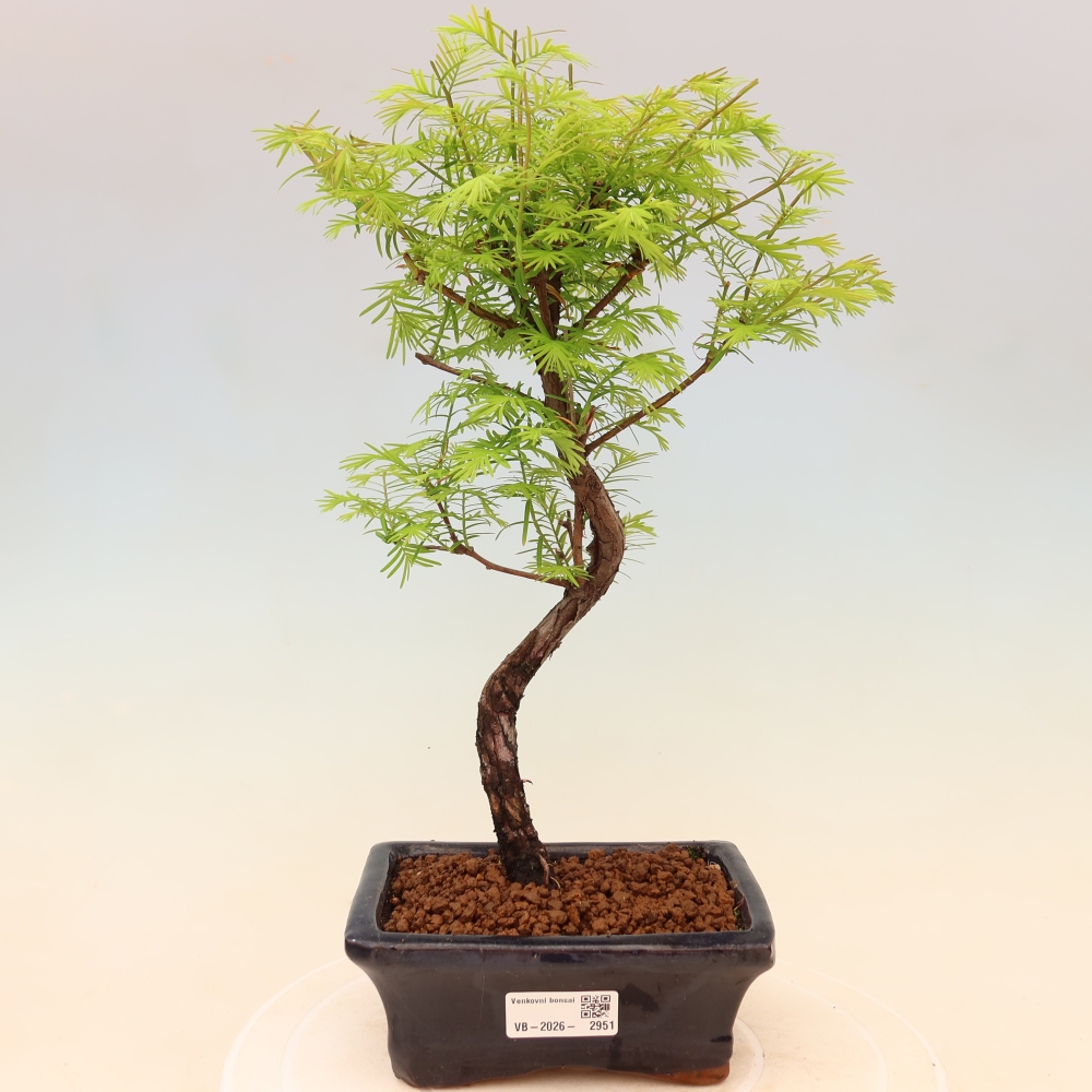 Kültéri bonsai - Metasequoia glyptostroboides - Kínai metasequoia
