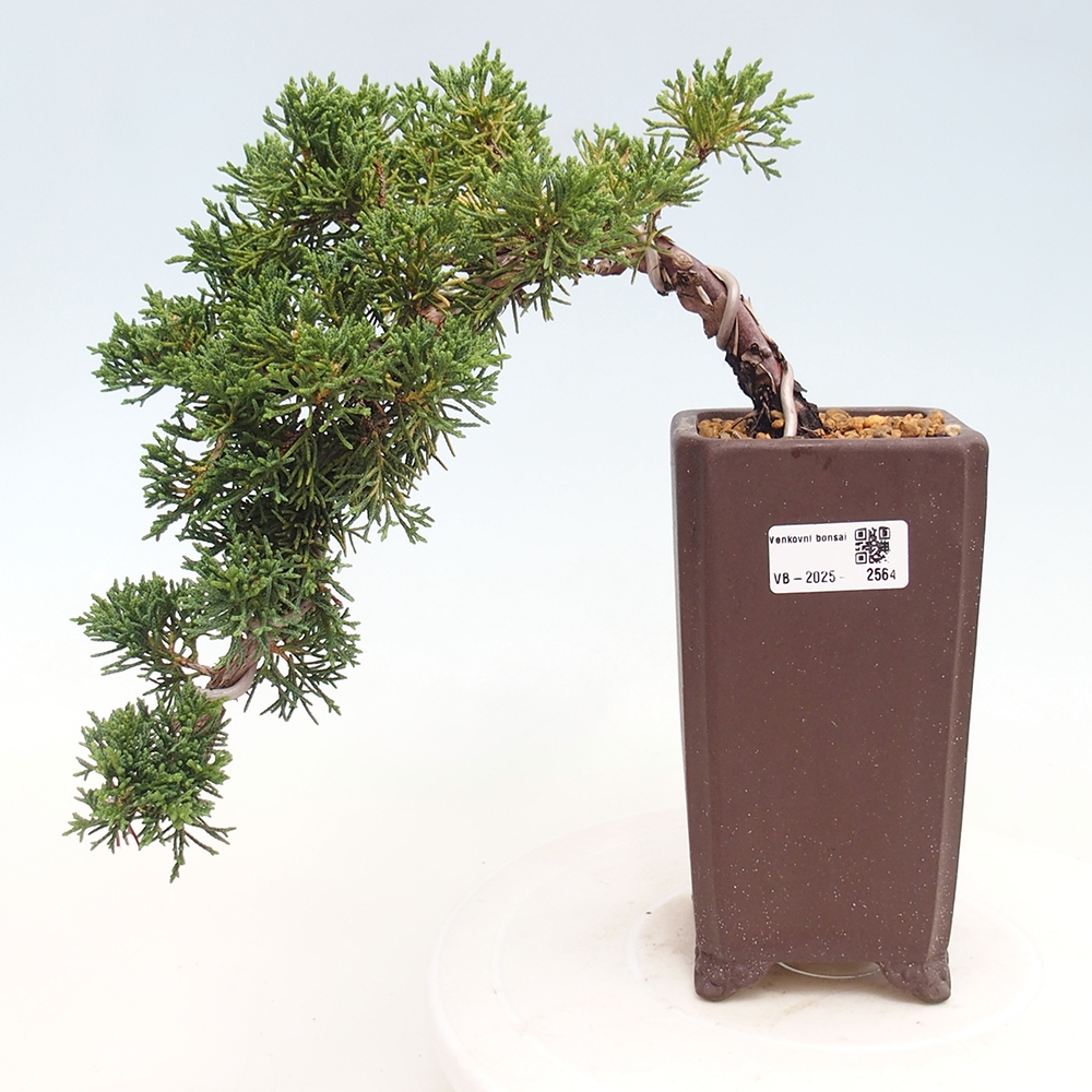 Kültéri bonsai - Juniperus chinensis Kishu