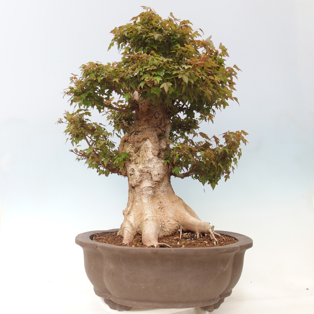 Kültéri bonsai - Acer Buergerianum - Burger juhar