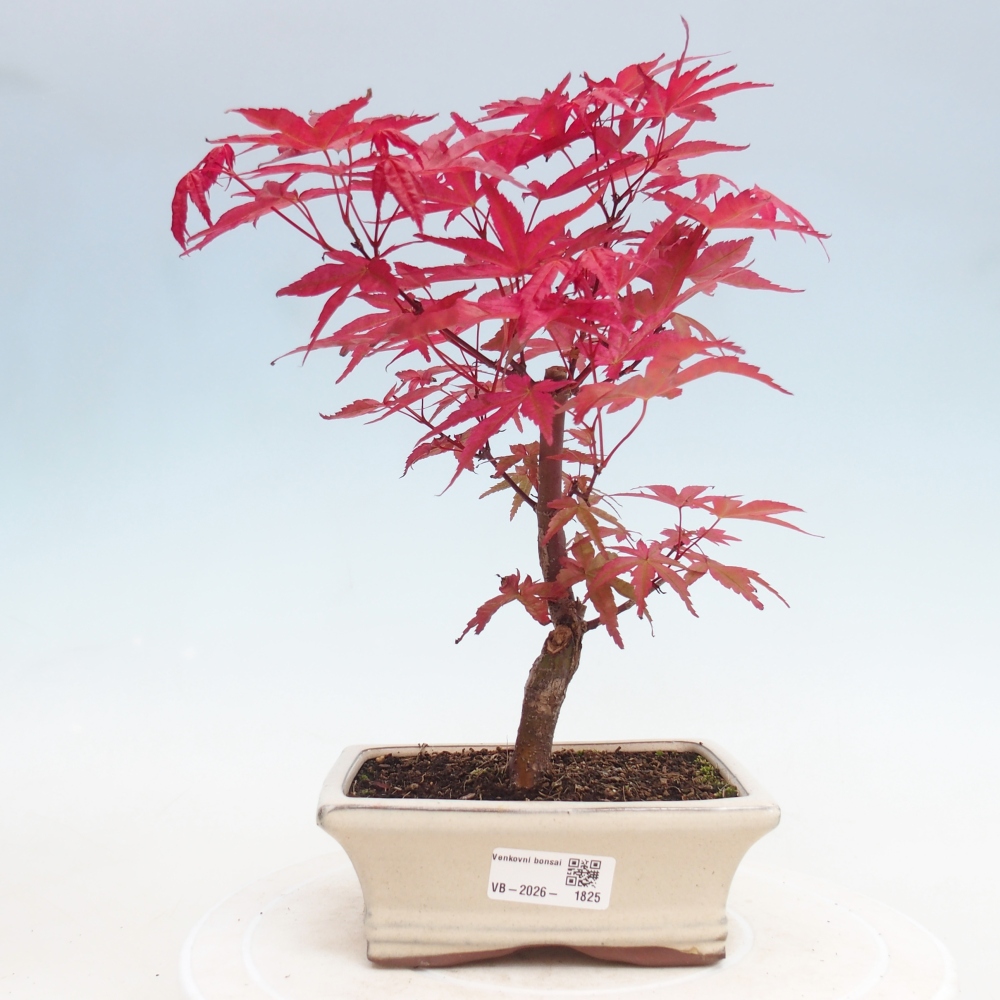 Kültéri bonsai - Acer palmatum DESHOJO