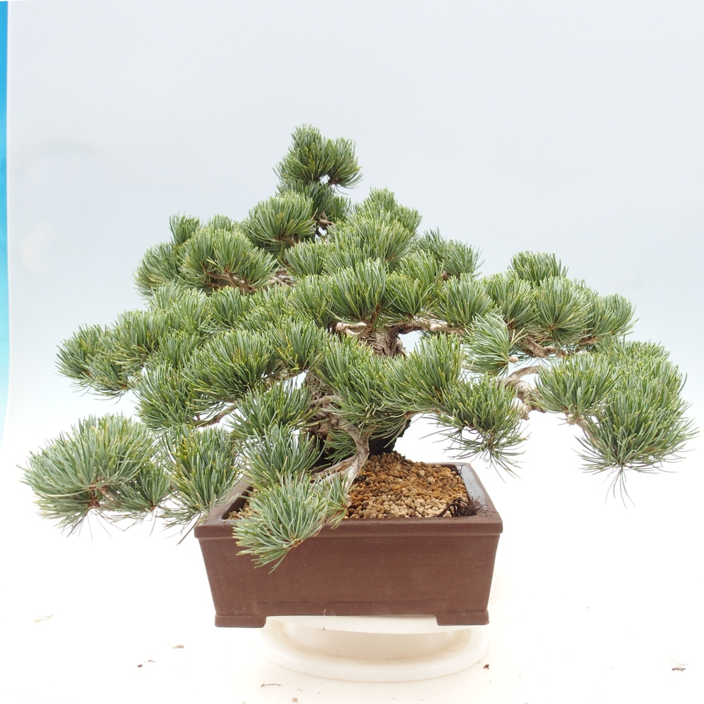 Kültéri bonsai - Pinus parviflora - Pinus parviflora