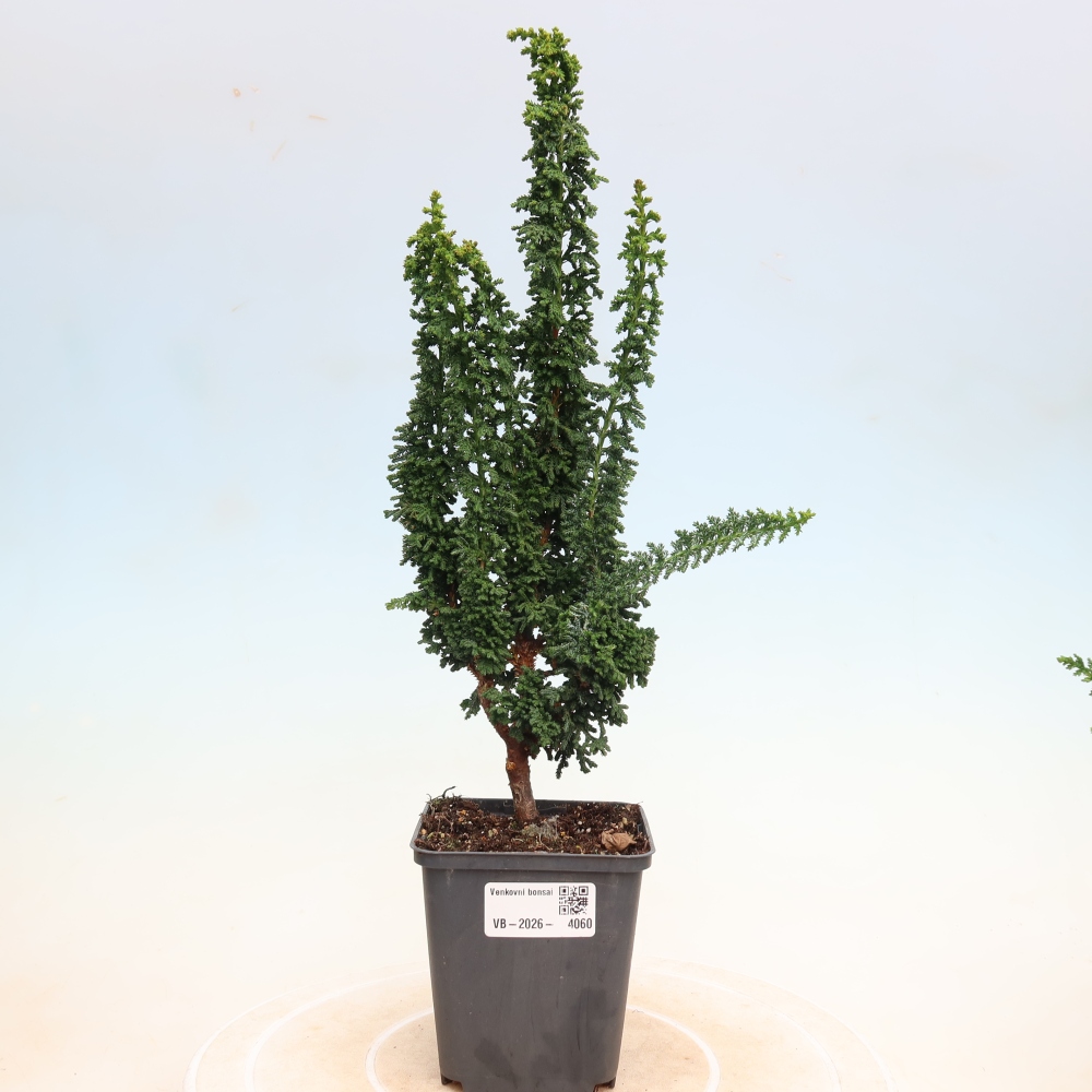 Kültéri bonsai - Cham. obtusa SEKKA HINOKI - Cifra ciprus